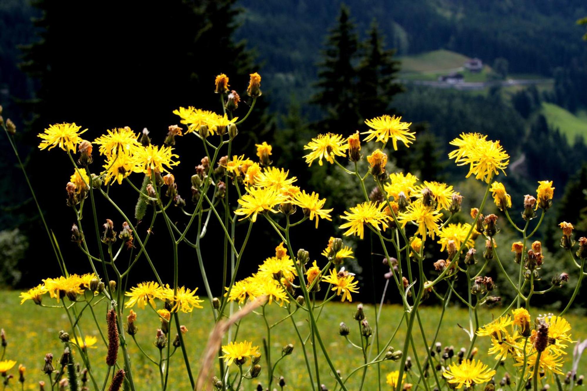 Hanserhof เซลล์ อัม ซิลลา ภายนอก รูปภาพ
